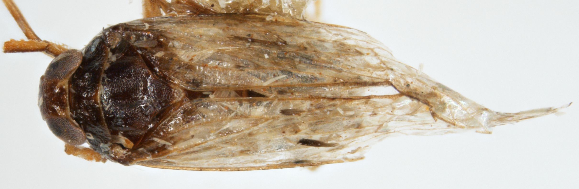 Pissonotus